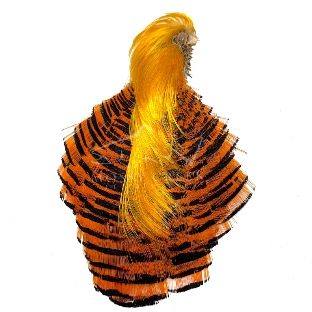 Wapsi Fly Golden Pheasant Complete Head 1 Wapsi Fly Golden Pheasant Complete Head