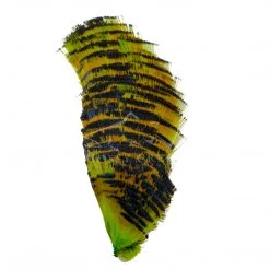 Wapsi Fly Golden Pheasant Tippet Section