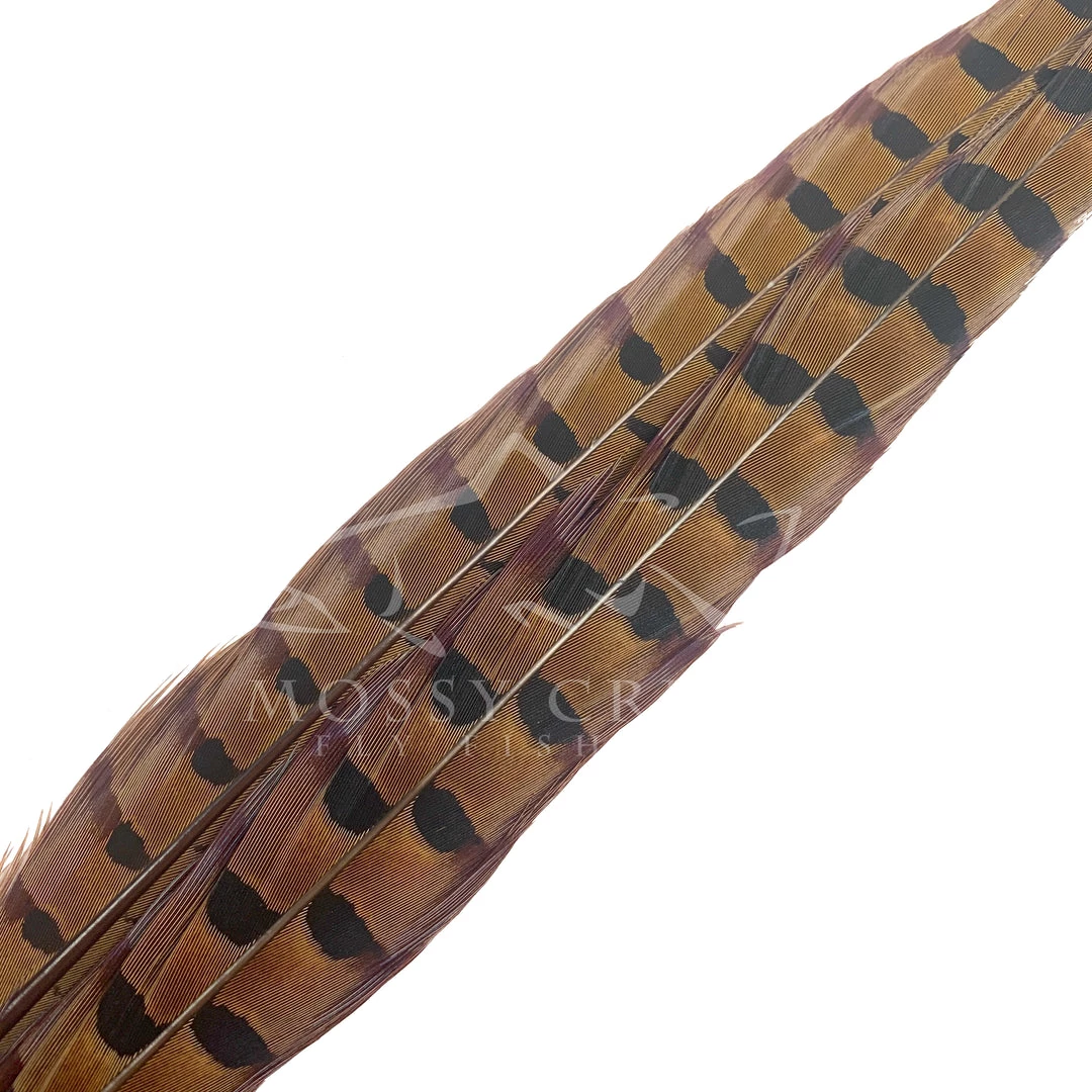 Wapsi Fly Ringneck Pheasant Tail Feathers 1 Wapsi Fly Ringneck Pheasant Tail Feathers