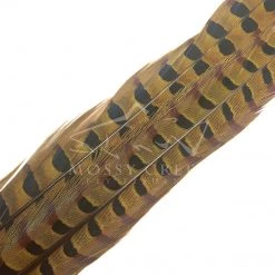 Wapsi Fly Ringneck Pheasant Tail Feathers