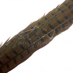 Wapsi Fly Ringneck Pheasant Tail Feathers 16 Wapsi Fly Ringneck Pheasant Tail Feathers