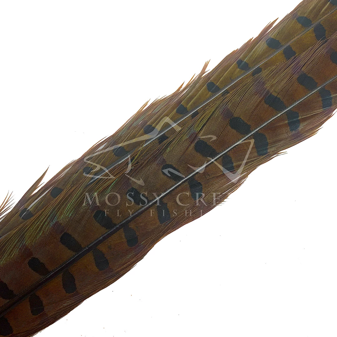 Wapsi Fly Ringneck Pheasant Tail Feathers 7 Wapsi Fly Ringneck Pheasant Tail Feathers
