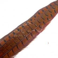 Wapsi Fly Ringneck Pheasant Tail Feathers 15 Wapsi Fly Ringneck Pheasant Tail Feathers