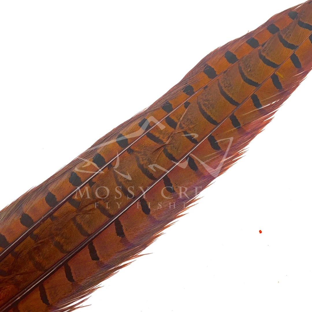 Wapsi Fly Ringneck Pheasant Tail Feathers 6 Wapsi Fly Ringneck Pheasant Tail Feathers
