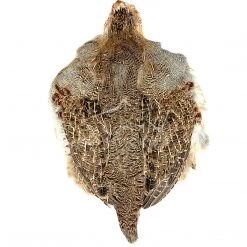 Wapsi Fly Feathers #1 Hungarian Partridge Whole Skin