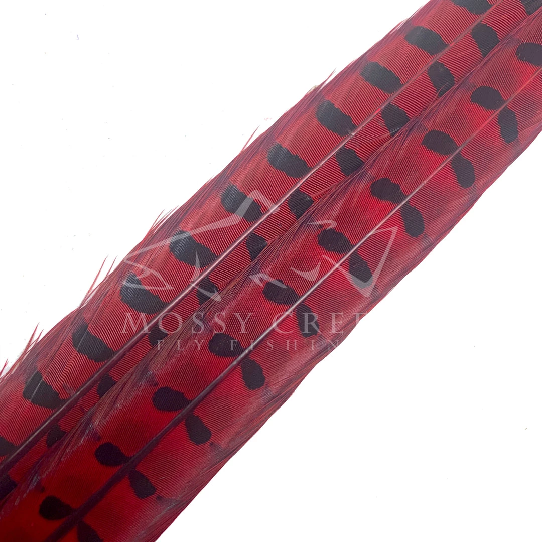 Wapsi Fly Ringneck Pheasant Tail Feathers 5 Wapsi Fly Ringneck Pheasant Tail Feathers