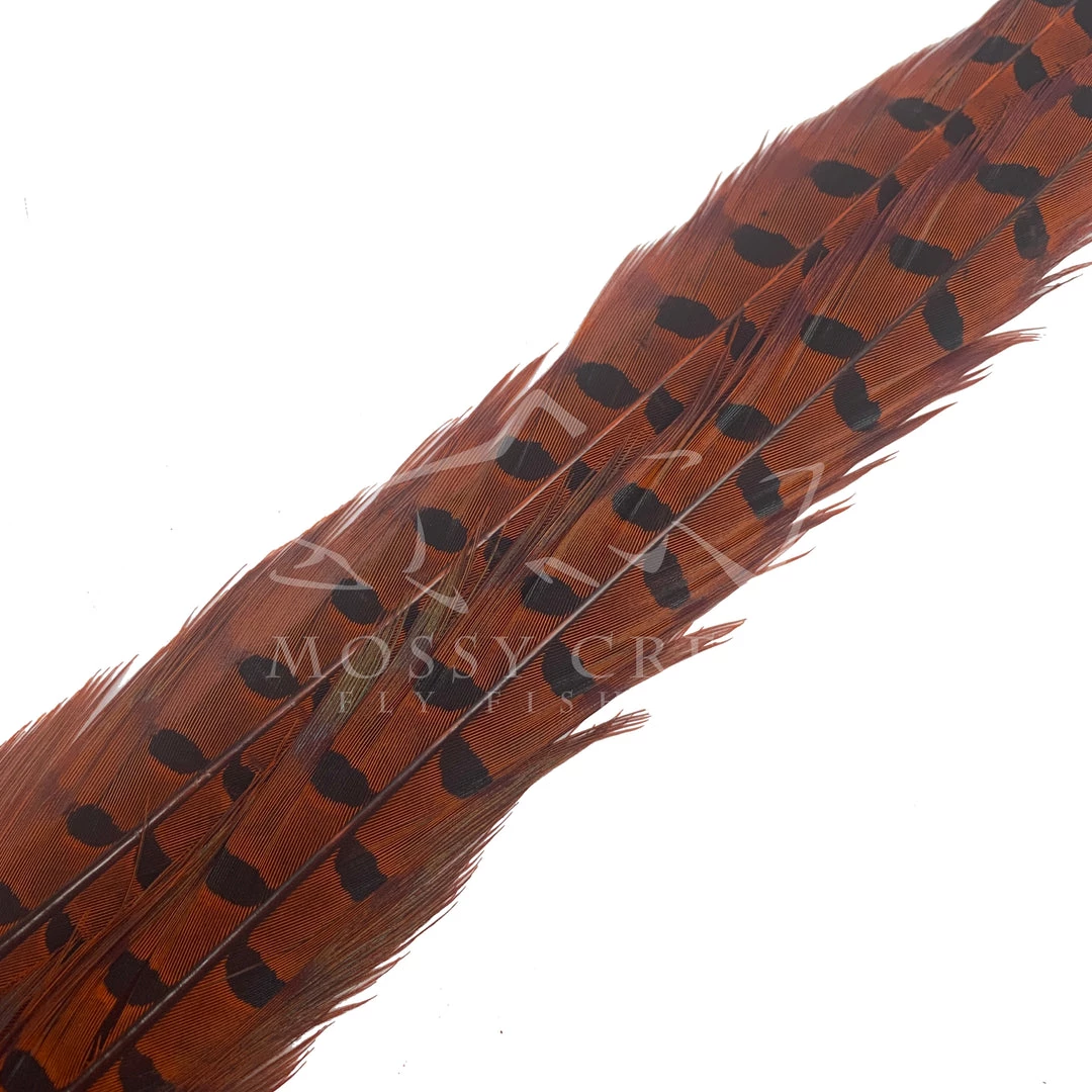 Wapsi Fly Ringneck Pheasant Tail Feathers 8 Wapsi Fly Ringneck Pheasant Tail Feathers