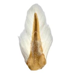 Wapsi Fly Hair & Fur Bucktail